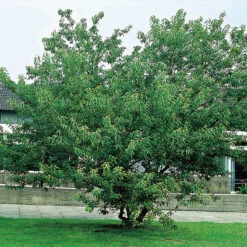 Ginnalalönn, Sol 150-200 Cm, Co/kl