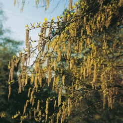 Hassel, Sol 150-200 Cm, Co/kl