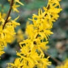 Hybridforsythia 'Lynwood' -Garden Supplies Sales 2024 solitar buske hybridforsythia lynwood