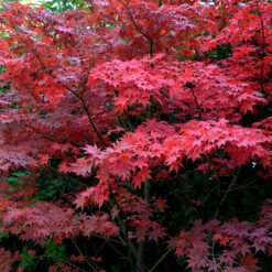 Japansk Lönn 'Bloodgood' 6 Japansk Lönn 'Bloodgood' -Garden Supplies Sales 2024 solitar buske japansk lonn bloodgood 1