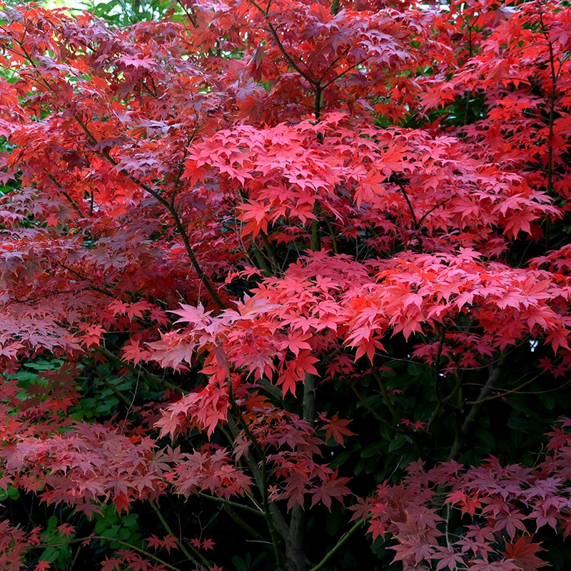 Japansk Lönn 'Bloodgood' 4 Japansk Lönn 'Bloodgood' - Image 2