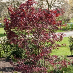 Japansk Lönn 'Bloodgood' 7 Japansk Lönn 'Bloodgood' -Garden Supplies Sales 2024 solitar buske japansk lonn bloodgood 2