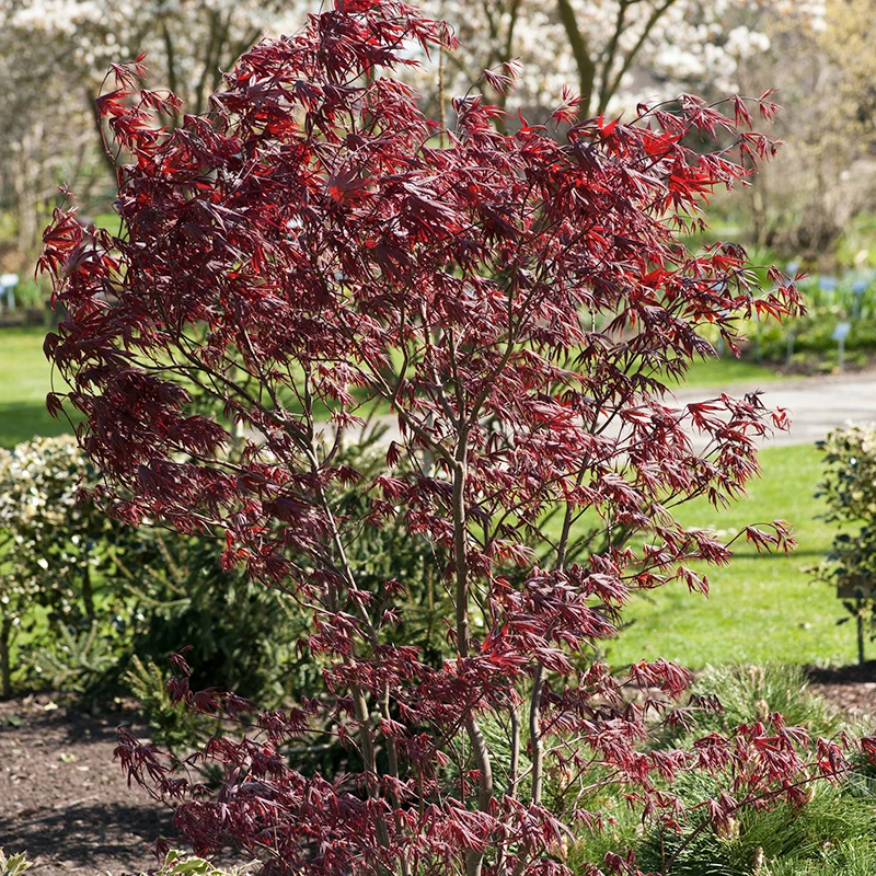 Japansk Lönn 'Bloodgood' 5 Japansk Lönn 'Bloodgood' - Image 3