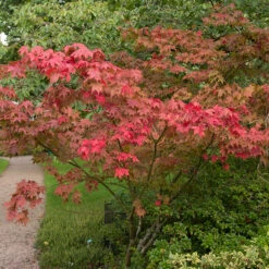 Japansk Lönn 'Osakazuki' -Garden Supplies Sales 2024 solitar buske japansk lonn osakazuki 2