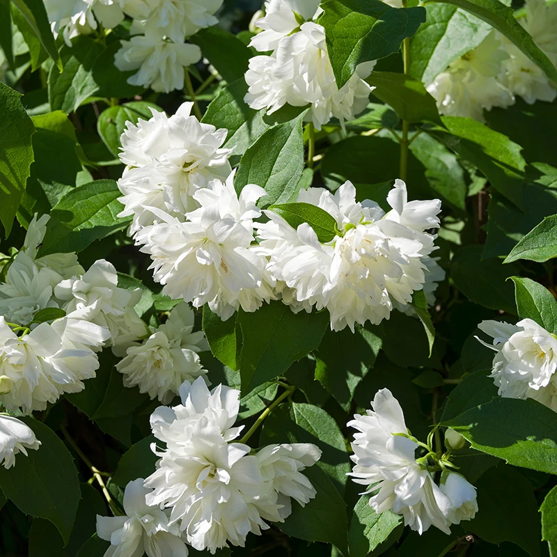 Kameliaschersmin 'Minnesota Snowflake' 4 Kameliaschersmin 'Minnesota Snowflake' - Image 2