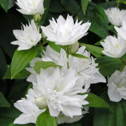 Kameliaschersmin 'Minnesota Snowflake' 7 Kameliaschersmin 'Minnesota Snowflake' -Garden Supplies Sales 2024 solitar buske kameliaschersmin minnesota snowflake 2