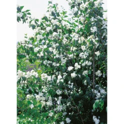 Kameliaschersmin 'Virginal', Sol. 100-125 Co/kl -Garden Supplies Sales 2024 solitar buske kameliaschersmin virginal