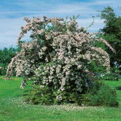 Paradisbuske -Garden Supplies Sales 2024 solitar buske paradisbuske 1