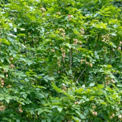 Pimpernöt, Sol 125-150 Co/kl -Garden Supplies Sales 2024 solitar buske pimpernot 1