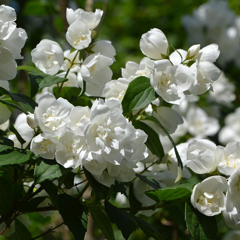 Smultronschersmin 'Mont Blanc' 3 Smultronschersmin 'Mont Blanc'