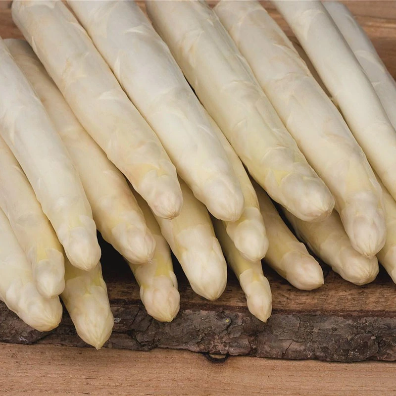 Sparris 'Cygnus' 3-pack 3 Sparris 'Cygnus' 3-pack