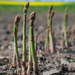 Sparris ’Prius’ F1, 3-pack