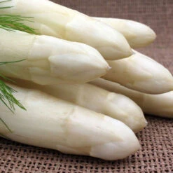 Sparris 'Ramires' 3-pack