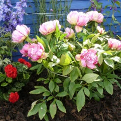 Spiral Växtstöd, 3-pack -Garden Supplies Sales 2024 spiral vaxtstod