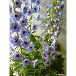 Spiral Växtstöd, 3-pack -Garden Supplies Sales 2024 spiral vaxtstod riddarsporre