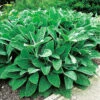 Lammöra 'Big Ears', 6-pack -Garden Supplies Sales 2024 stachys byzantina big ears lammoron