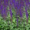 Stäppsalvia 'Caradonna', 6-pack -Garden Supplies Sales 2024 stappsalvia caradonna