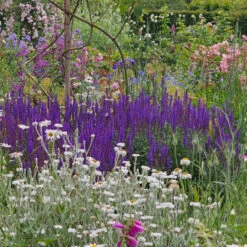 Stäppsalvia 'Caradonna' -Garden Supplies Sales 2024 stappsalvia caradonna i rabatt wh