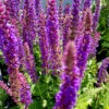Stäppsalvia 'Ostfriesland' -Garden Supplies Sales 2024 stappsalvia ostfrisland 1