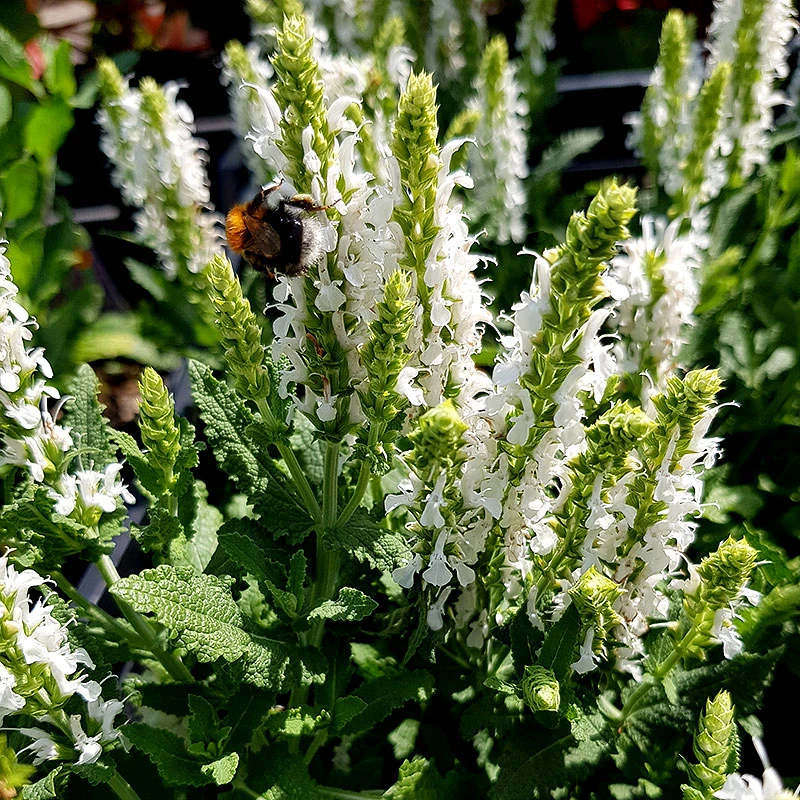 Stäppsalvia 'Schneehugel', 6-pack 3 Stäppsalvia 'Schneehugel', 6-pack