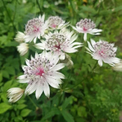 Stjärnflocka, 3-pack -Garden Supplies Sales 2024 stjarnflocka astrantia major