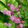 Stjärnflocka 'Roma', 3-pack 1 Stjärnflocka 'Roma', 3-pack -Garden Supplies Sales 2024 stjarnflocka astrantia major roma