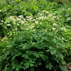 Stjärnflocka, 3-pack -Garden Supplies Sales 2024 stjarnflocka i perennrabatt