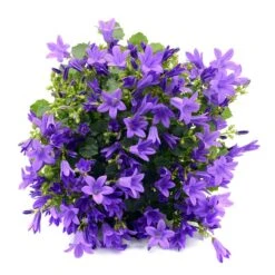 Stjärnklocka "Stella", 6-pack -Garden Supplies Sales 2024 stjarnklocka stella 2