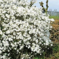 Stjärnmagnolia 'Royal Star'