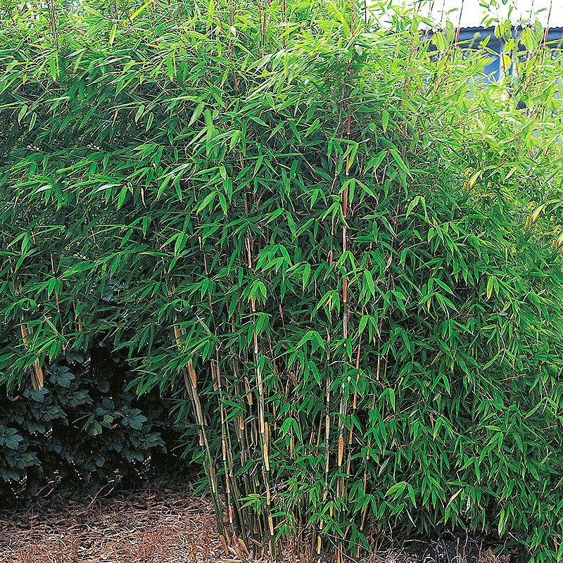 Bergbambu 'Dino', 80-100cm 3 Bergbambu 'Dino', 80-100cm