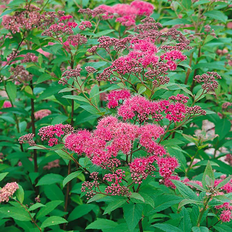 Rosenspirea 10-pack 3 Rosenspirea 10-pack