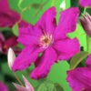 Klematis 'Ernest Markham' 1 Klematis 'Ernest Markham' -Garden Supplies Sales 2024 storblommig klematis clematis ernest markham