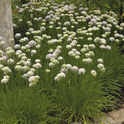 Strandtrift 'Alba', 6-pack