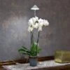 SunLite Orchid 10W, Vit -Garden Supplies Sales 2024 sunlite orchid vaxtlampa