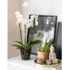 SunLite Orchid 10W, Vit -Garden Supplies Sales 2024 sunlite orchid vaxtlampa 10w vit byra