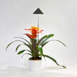 SunLite Växtlampa Med Teleskopstativ, Grå -Garden Supplies Sales 2024 sunlite vaxtlampa for krukvaxt gra