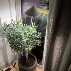 SunLite XL Växtlampa Med Teleskopstativ, Vit 12 SunLite XL Växtlampa Med Teleskopstativ, Vit -Garden Supplies Sales 2024 sunlite xl vit olivtrad TC