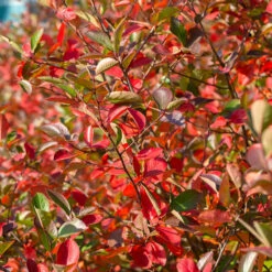 Svartaronia 'Hugin' 10-pack -Garden Supplies Sales 2024 svart aronia aronia melanocarpa hugin 2