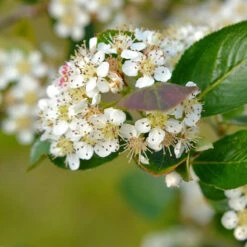 Slånaronia 'Elata' 10-pack -Garden Supplies Sales 2024 svart aronia prunofolia 1
