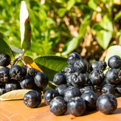 Slånaronia 'Elata' 10-pack -Garden Supplies Sales 2024 svart aronia prunofolia 2