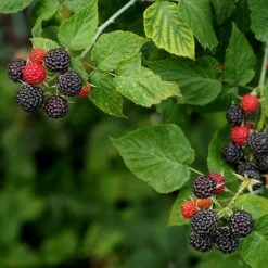 Svarthallon 'Black Jewel', 5-pack 6 Svarthallon 'Black Jewel', 5-pack -Garden Supplies Sales 2024 svart hallon black jewel 2