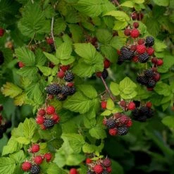 Svarthallon 'Black Jewel', 1-pack -Garden Supplies Sales 2024 svart hallon black jewel 3 2