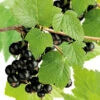 Svarta Vinbär 'Storklas' -Garden Supplies Sales 2024 svarta vinbar storklas