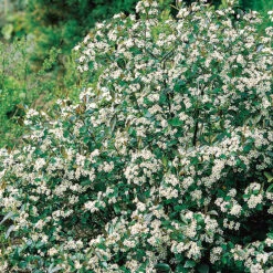 Svartaronia 'Hugin' E