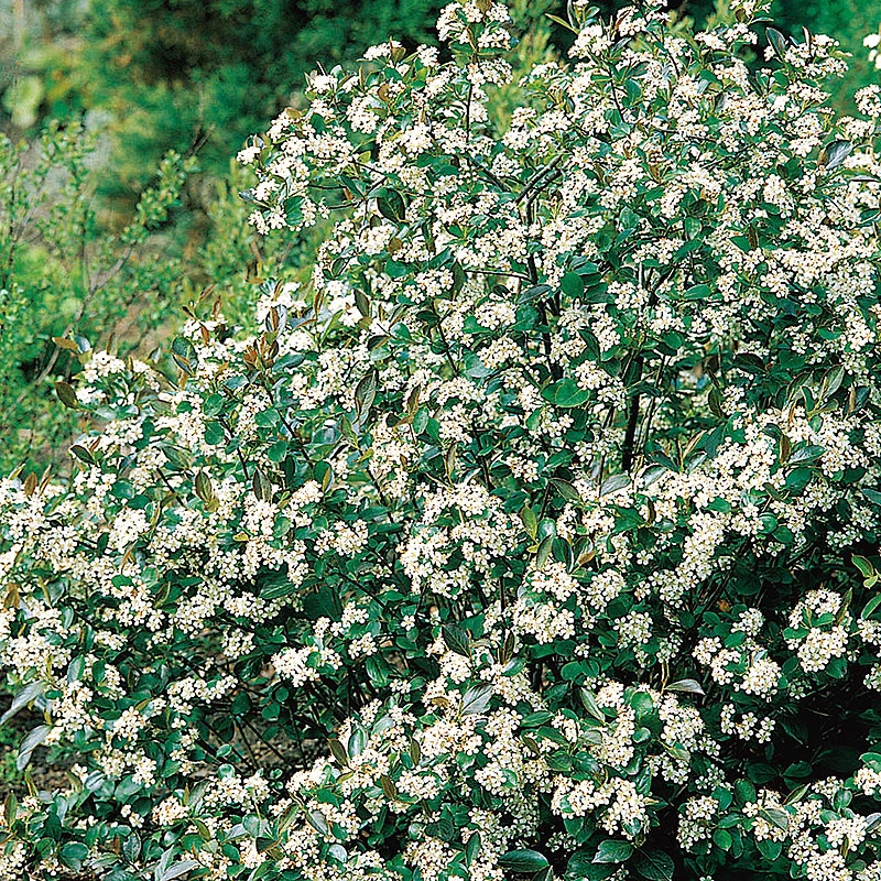 Svartaronia 'Hugin' E 3 Svartaronia 'Hugin' E