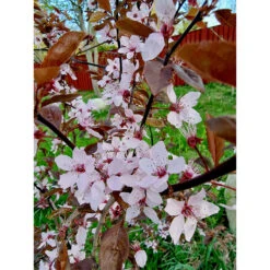 Svartplommon, Prunus Cistena 6 Svartplommon, Prunus Cistena -Garden Supplies Sales 2024 svartplommon blomma LL