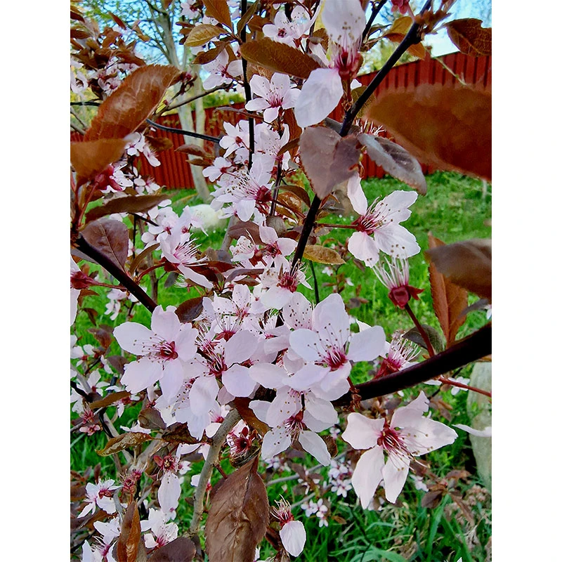 Svartplommon, Prunus Cistena 4 Svartplommon, Prunus Cistena - Image 2