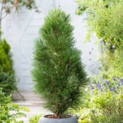 Svarttall 'Green Tower', 3-pack