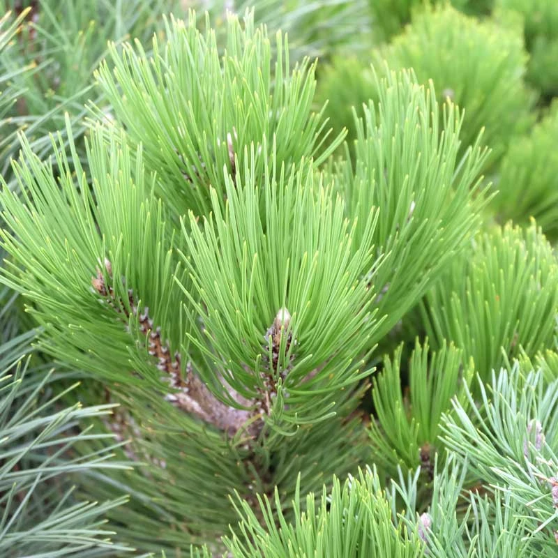 Svarttall 'Green Tower', 3-pack 4 Svarttall 'Green Tower', 3-pack - Image 2