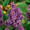 Syren, Syringa Vulgaris Charles Joly' 1 Syren, Syringa Vulgaris Charles Joly' -Garden Supplies Sales 2024 syren syringa vugaris charles joly